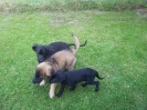hundeschule 1 20130819 1388250293