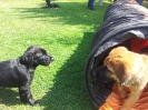 hundeschule 2 20130819 1873422317