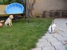 ayla und der hase 1 20130817 1379814960