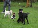 welpenschule 1 20130905 1997835076