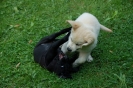 lotte und maddox 1 20130830 1606216560