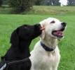 lotte und maddox 1 20130923 2015523303